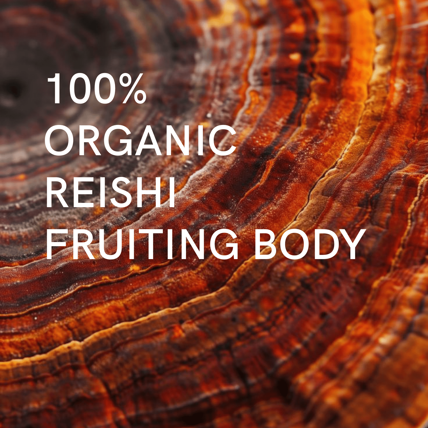 Élixir Reishi - Maison Fungi